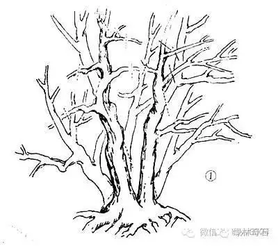 老崔也来玩玩手绘盆景造型