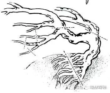 老崔也来玩玩手绘盆景造型