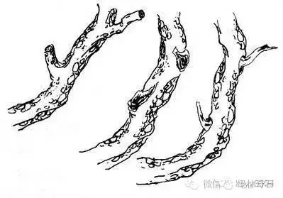 老崔也来玩玩手绘盆景造型