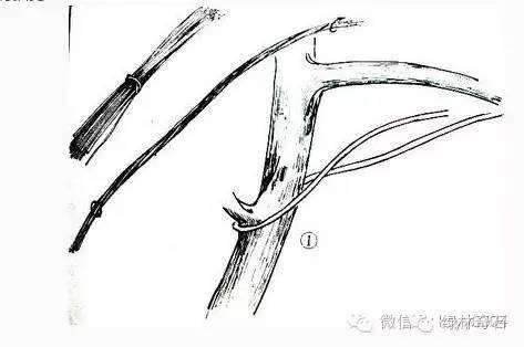 盆景棕丝扎法
