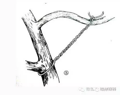 盆景棕丝怎么扎法的方法