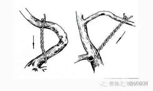 盆景棕丝怎么扎法的方法