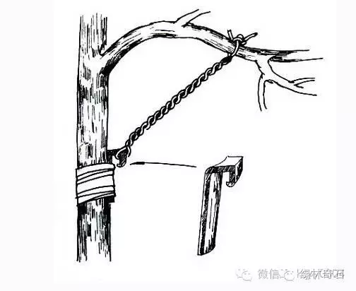 盆景棕丝怎么扎法的方法