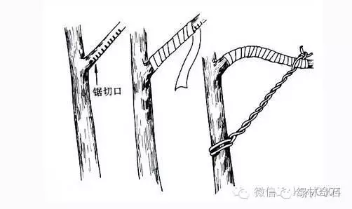 盆景棕丝怎么扎法的方法
