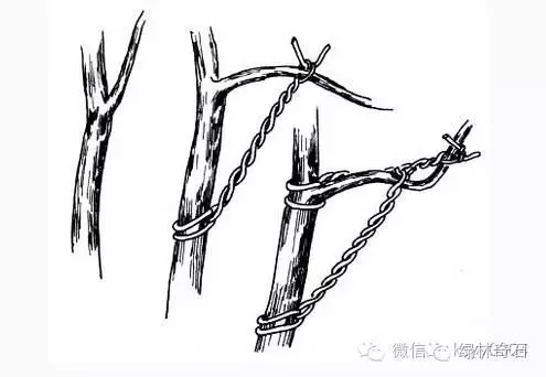 盆景棕丝怎么扎法的方法