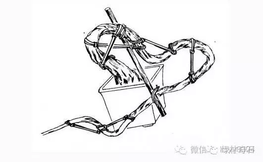 盆景棕丝怎么扎法的方法