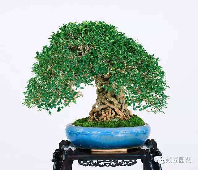 今天小编带来了50种可以当盆景的树种