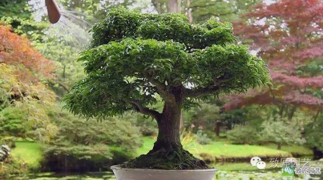 盆栽入门教学2:浇水