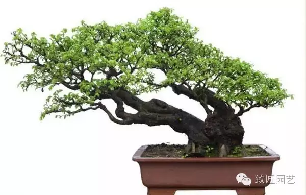 盆景怎么制作的9大常用技巧 图片