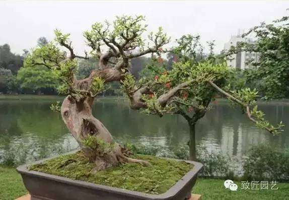 盆景制作九大常用技巧