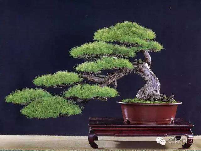 盆景造型方法是树木造景所必不可少的手段