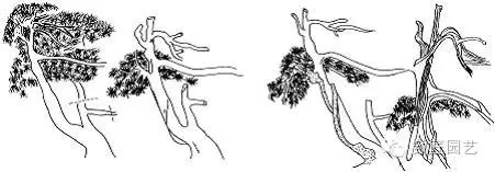 盆景主干怎么造型的3个方法 图片