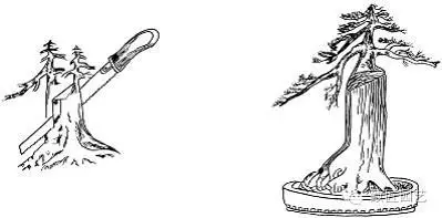 盆景主干怎么造型的3个方法 图片