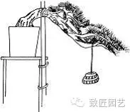 盆景主干怎么造型的3个方法 图片