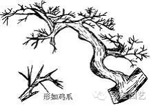 盆景枝片怎么造型的方法