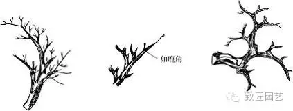 盆景枝片怎么造型的方法