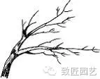 盆景枝片怎么造型的方法