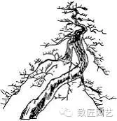 盆景枝片怎么造型的方法