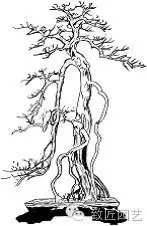 盆景枝片怎么造型的方法