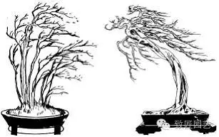 盆景枝片怎么造型的方法