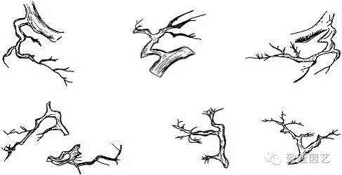 盆景根部造型枝法
