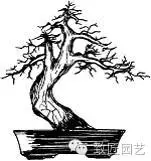 盆景怎么整体造型的方法