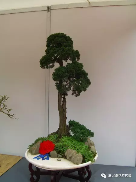 图解 自然类树桩盆景的造型样式