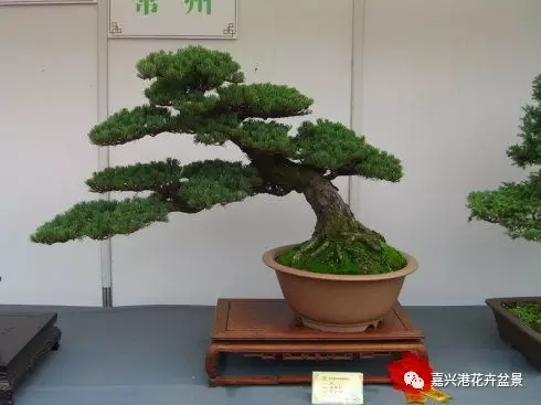 图解 自然类树桩盆景的造型样式