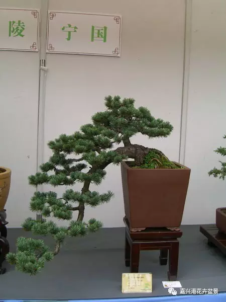 图解 自然类树桩盆景的造型样式