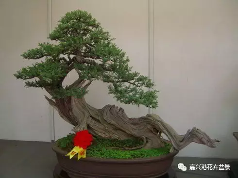 图解自然类树桩盆景的造型样式 图解 自然类树桩盆景的造型样式