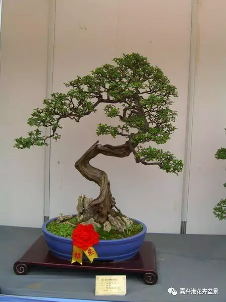 图解自然类树桩盆景的造型样式 图解 自然类树桩盆景的造型样式