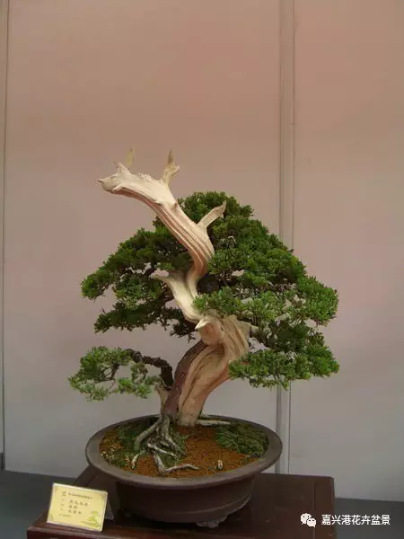 图解 自然类树桩盆景的造型样式