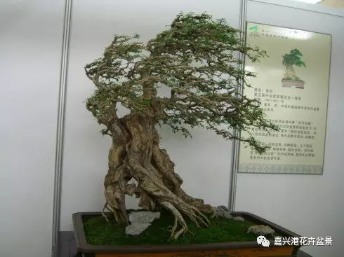 图解 自然类树桩盆景的造型样式