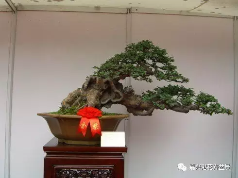 图解 自然类树桩盆景的造型样式