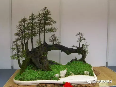 图解 自然类树桩盆景的造型样式