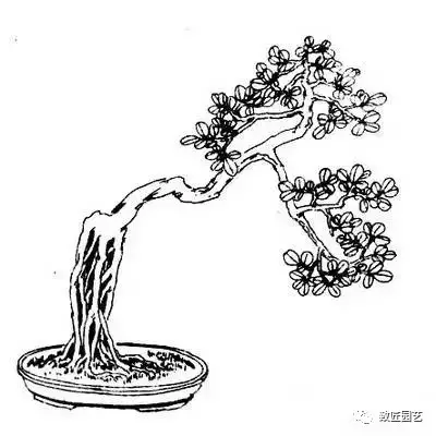 盆景造型教程