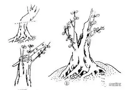 盆景干部怎么造型的教程