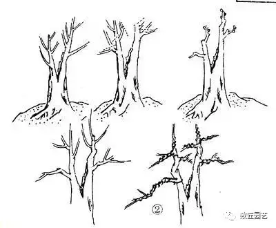 盆景干部怎么造型的教程