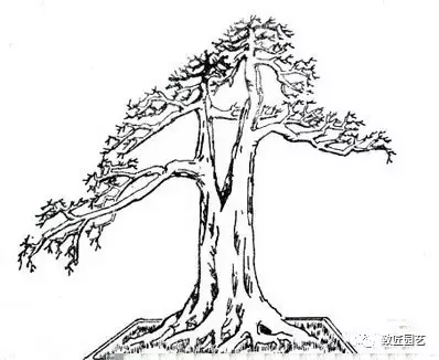 盆景干部怎么造型的教程