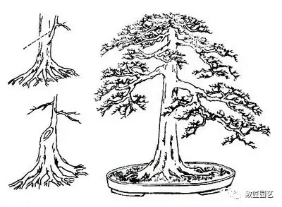 盆景干部怎么造型的教程