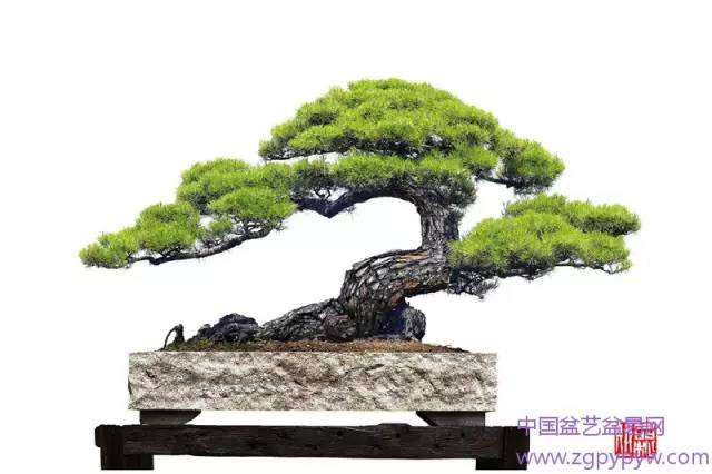 韩学年山松盆景6《 松 之 魂 》