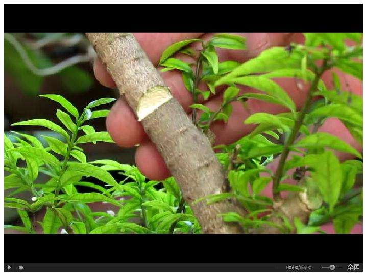 【盆景视窗】盆景破杆拿弯技术