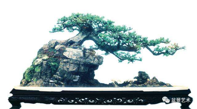 盆景艺术：面临着大众性的文化环境