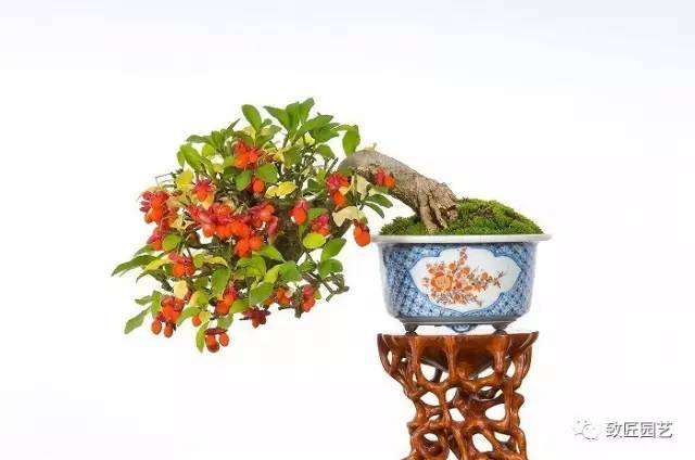 微型盆景的造型技巧