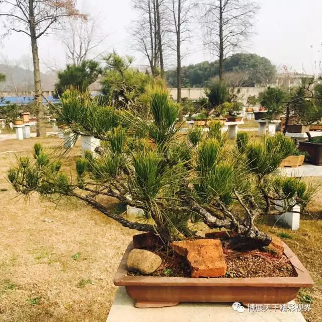 湖北盆景届大佬相聚东湖盆景园 图片