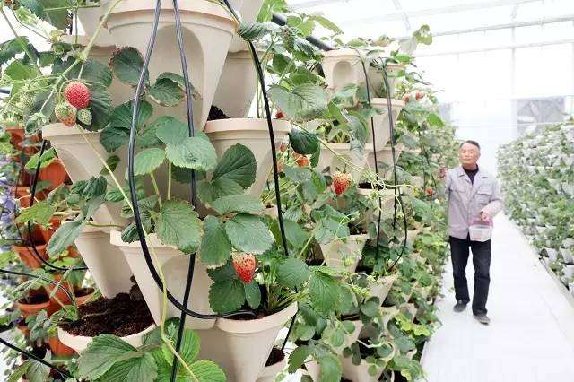 嘉善:草莓盆景身价高