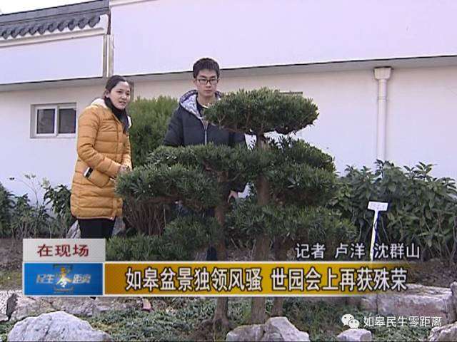 如皋盆景独领风骚，世园会上再获殊荣！