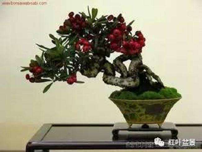火棘盆景开花结果的栽培技术