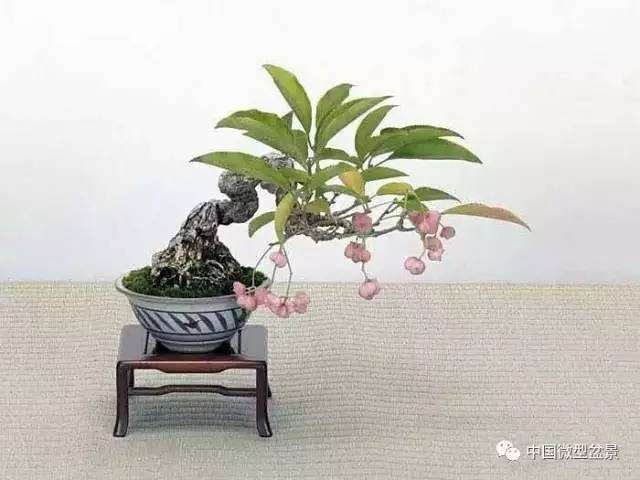 微型盆景是个私自性极高的活动 一人一树便可独立操作