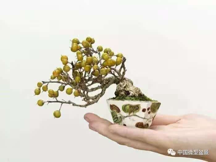 隆冬微型盆景友情建议: